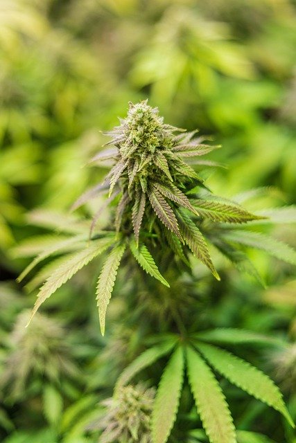 Top 10 des meilleurs sites chanvre en 2025 à ne pas rater !